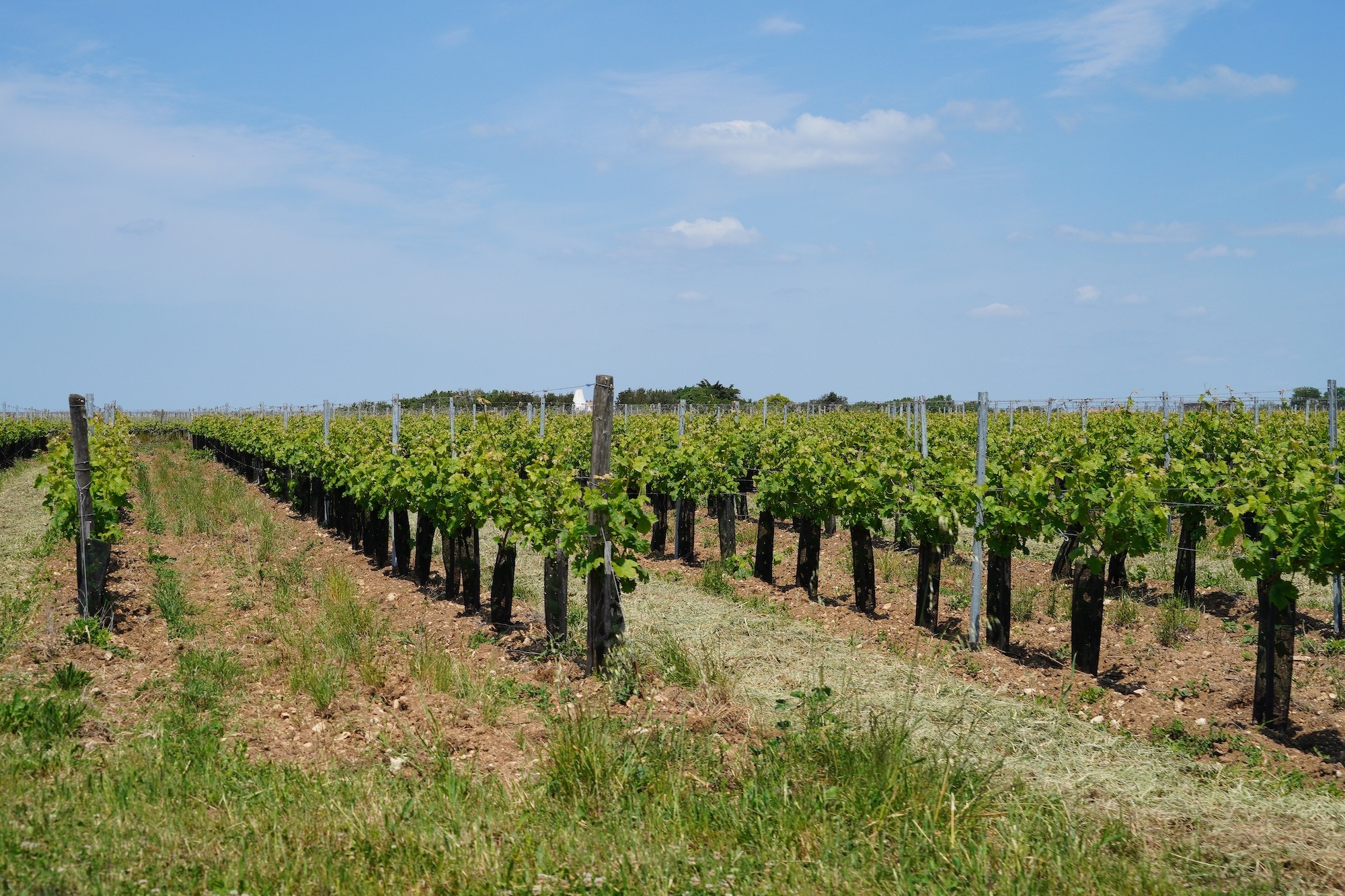 Les vignes à vélo